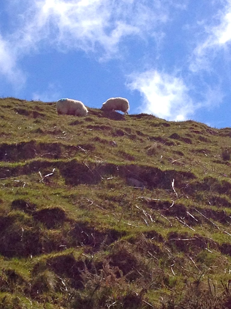 Yes - there are sheep everywhere. But sadly, I never saw the scene you so often see in the movies when you can't drive because the sheep are crossing the road!