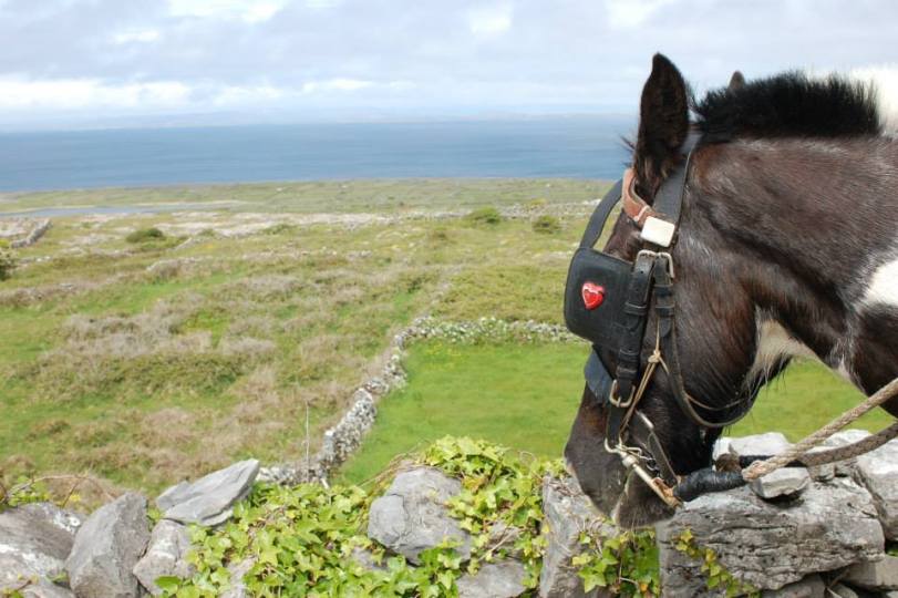 Our horse on the tour with the gorgeous landscape in the background!