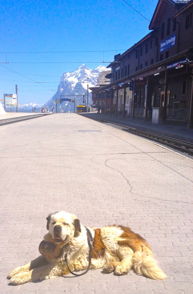 On our way back down we finally saw one of the famed St. Bernards!!