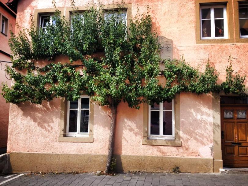 So pretty - I want a tree like this growing on my house!