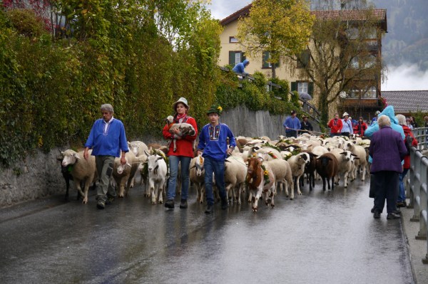 Here come the sheep!