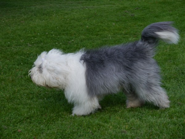 Walking through Hyde Park, I saw a real English Sheep Dog! It was awesome!