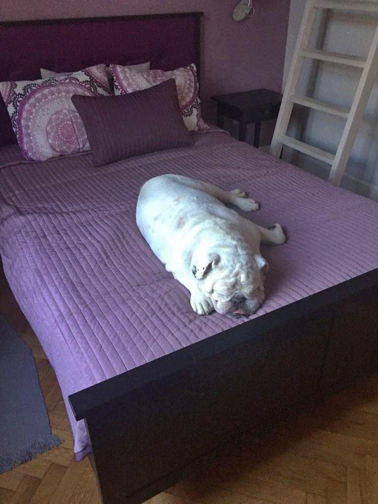 Caesar in his room...we actually woke up and wondered where he went...he found this room on his own.