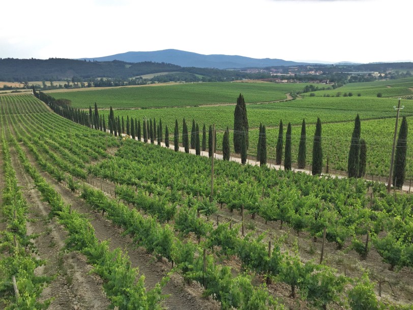The driveway leading up to our Agriturismo!