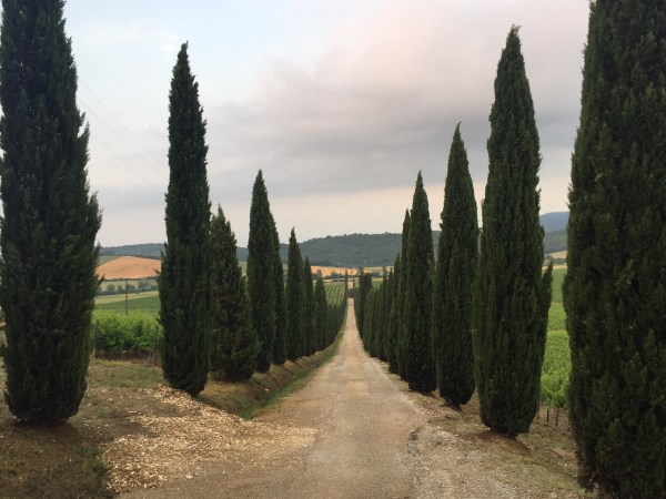 Running out to the road down the driveway.