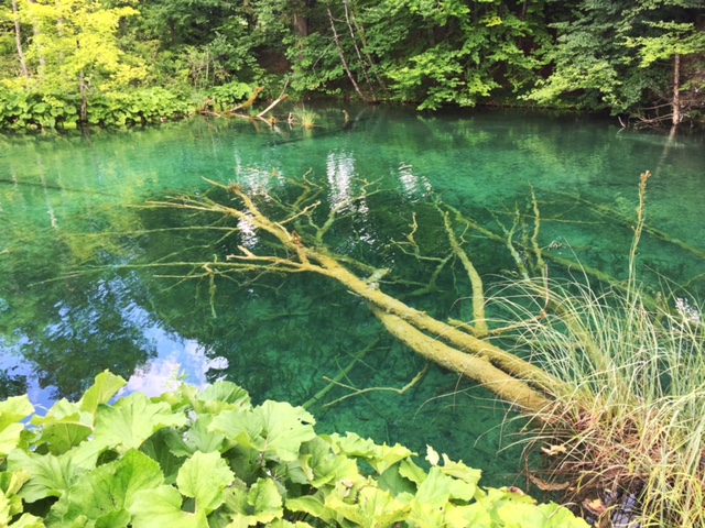 The water throughout the park was so clear! The land is protected, so no swimming or fishing.