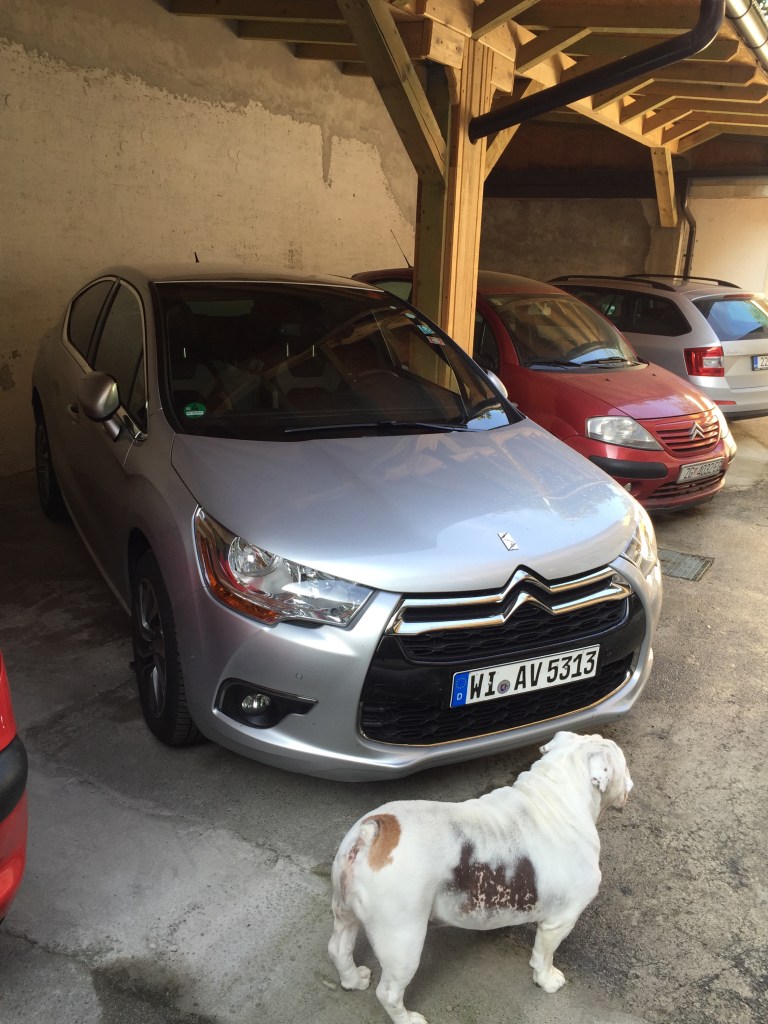 The car I really didn't want to get back into...Caesar didn't mind because he slept the whole way!